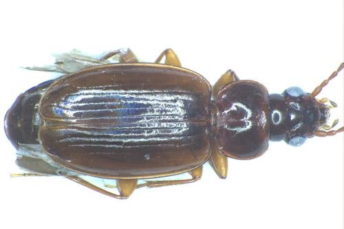 Trechini